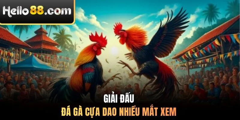 Giải đấu đá gà cựa dao nhiều mắt xem